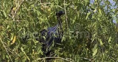 肯尼亚桑布鲁公园，<strong>秃鹫</strong>，丙烯酸<strong>秃鹫</strong>，成年栖息在树上，